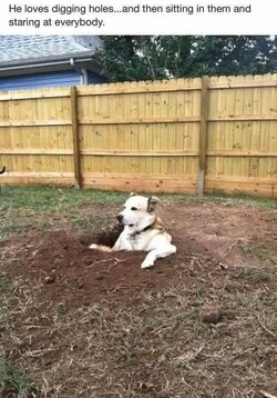 dog hole.jpg