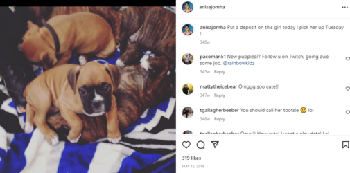 dog3.png