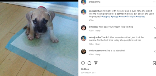 dog 5.png