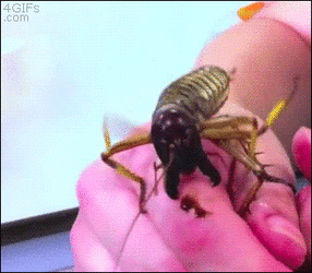 1448051811338.gif 1448051811338.gif