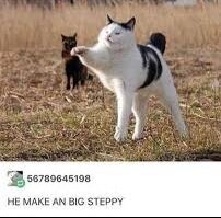 steppy.jpg