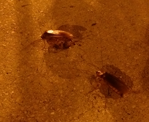 cuckroach.png