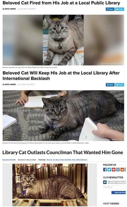 library cat.png