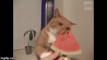 cat eating a watermelon.gif