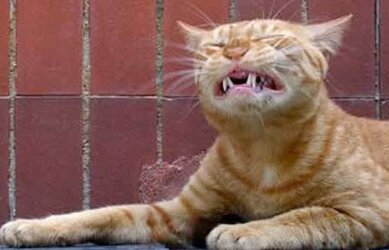 cat-kitten-cute-picture-photo-sneezing-face.jpg