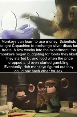 monkey-business-v0-o2huc2vzyaba1.jpg