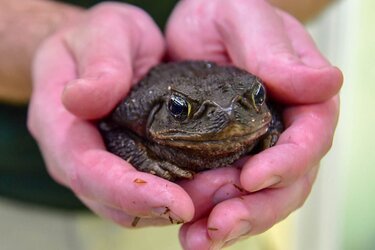 marine-cane-toad-header-1024x683.jpg