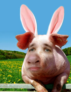 year of pig.jpg