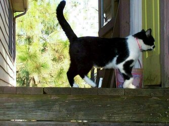 0723-Scamper.JPG