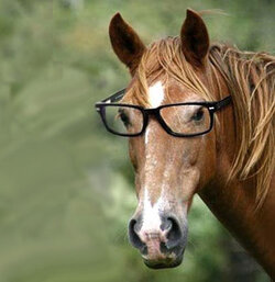horse_with_glasses.jpg