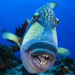 fish.jpg