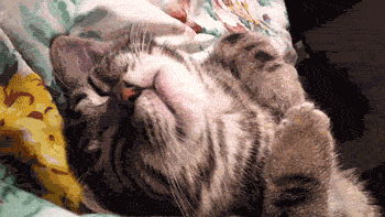 sleepykitty.gif