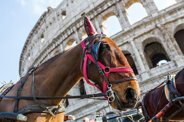 horse-at-roman-colosseum-rome-italy-fat-tony.jpg