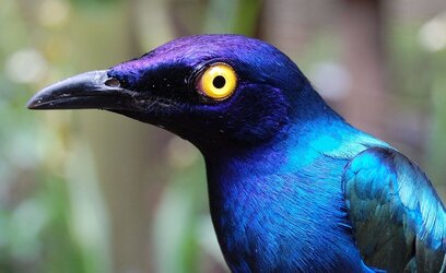 the-purple-glossy-starling-v0-gklkr2t29d6a1.jpg