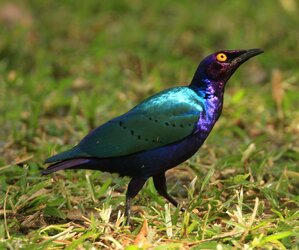 Purple_glossy-starling_Lamprotornis_purpureus.jpg