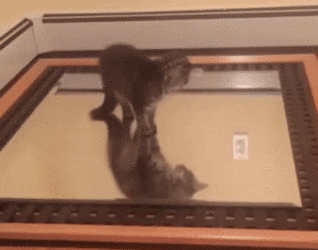 UnfinishedWarlikeArmadillo-size_restricted.gif