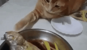 UnluckySpicyGossamerwingedbutterfly-size_restricted.gif