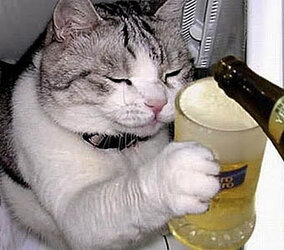 beercat.jpg