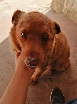 30-YEAR-OLD-BOBI-IS-THE-OLDEST-DOG-EVER-020223-2-8bc4d28d22994c599fe0c9a297d48416.jpg 30-YEAR-OLD-BOBI-IS-THE-OLDEST-DOG-EVER-020223-2-8bc4d28d22994c599fe0c9a297d48416.jpg