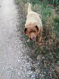 30-YEAR-OLD-BOBI-IS-THE-OLDEST-DOG-EVER-020223-3-1e2b8001a48a4cc68e6186ce7621c2d7.jpg 30-YEAR-OLD-BOBI-IS-THE-OLDEST-DOG-EVER-020223-3-1e2b8001a48a4cc68e6186ce7621c2d7.jpg