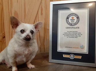 world-oldest-dog-guiness-world-record-011923-1-b5bd679d4103450dbe87968e40e439fa.jpg world-oldest-dog-guiness-world-record-011923-1-b5bd679d4103450dbe87968e40e439fa.jpg