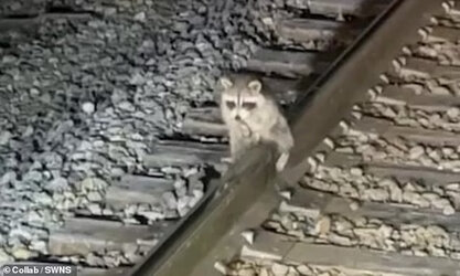 66699061-11648477-The_animal_was_saved_after_getting_frozen_to_the_tracks_by_hair_-a-7_1674042...jpg
