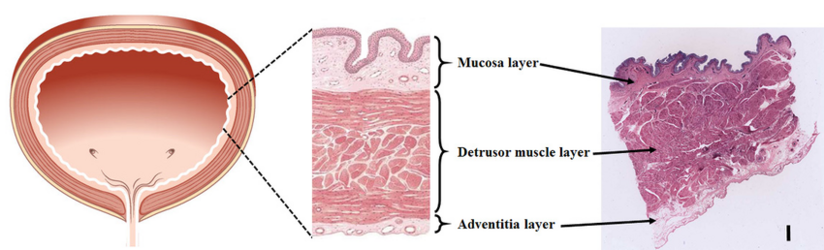 Left-an-overview-of-porcine-urinary-bladder-middle-a-diagram-of-different-layers-of.png