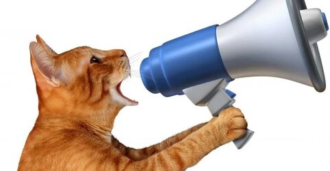 cat yell Sexoooooo copy.jpg