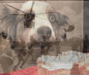 vietnam dog.jpg