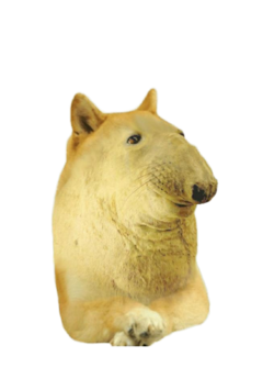 Pedoge.png