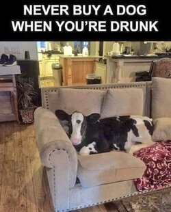 DogDrunk.jpg