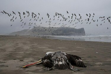 h5n1.jpg h5n1.jpg