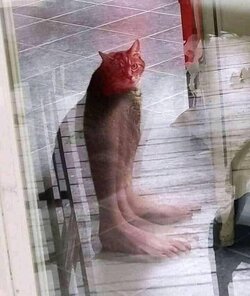 animal.jpeg