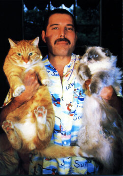 freddie-mercury-cats-5c6fb3e608ae2-jpeg__605.jpg