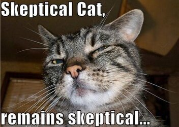 Skeptical-Cat-620x441.jpg