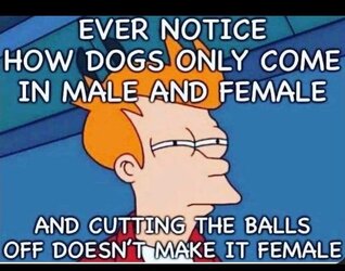Dogs.jpg