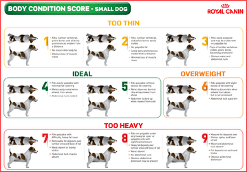 body-condition-chart-dog-HD.png