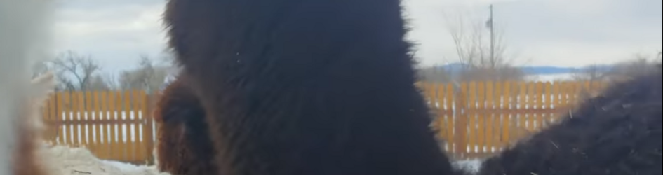 clue-2.PNG