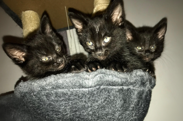 evillittlecats.png