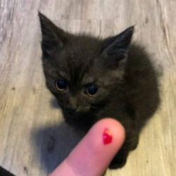 meenkitten.png
