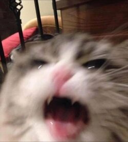 cat bite angry.jpg