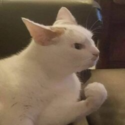 cat fist anger.jpg