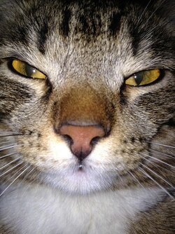 be quiet cat face.jpg