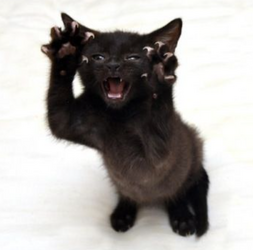 bitey.png