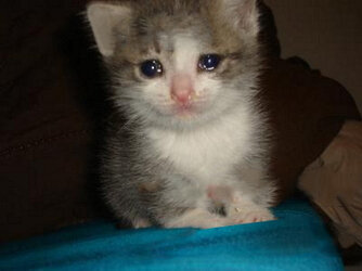 sad crying cat.jpg