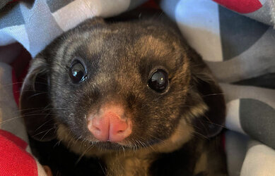 yellow-bellied-glider-wires1636502077028.jpg