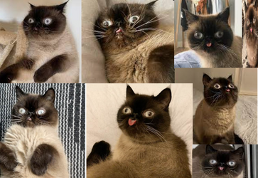 mlemmer.png