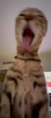 stretchcat.png