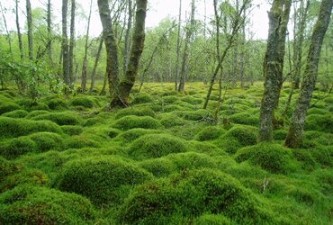 moss 1.jpg