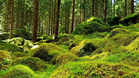 moss2.jpg